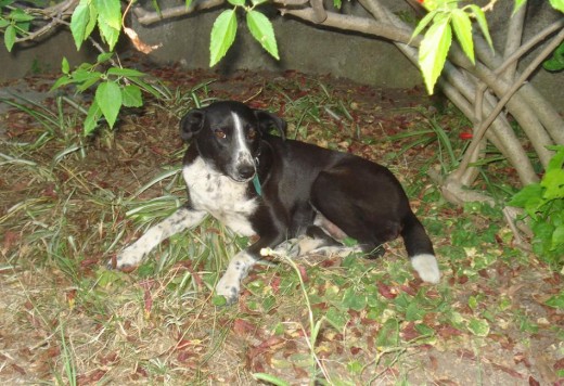 La Negrita tuvo dos hogares donde no fue bien cuidada. En el primero la tenían atada y ni siquiera reparaban en ella, luego la tiraron. Luego una vecina la recogió para amamantar a unos cachorros y cuando ya no la necesitó volvió a tirarla. Luego un vehiculo la atropelló y quedó con 2 fracturas y descaderada tirada como 3 o 4 días sin que nadie la ayudara hasta que una mujer la recogió y la llevó a la veterinaria donde yo la conocí. Como le hacía mimos cuando estuvo recuperada se escapaba de la veterinaria y se iba a casa. Finalmente ME ADOPTÓ.